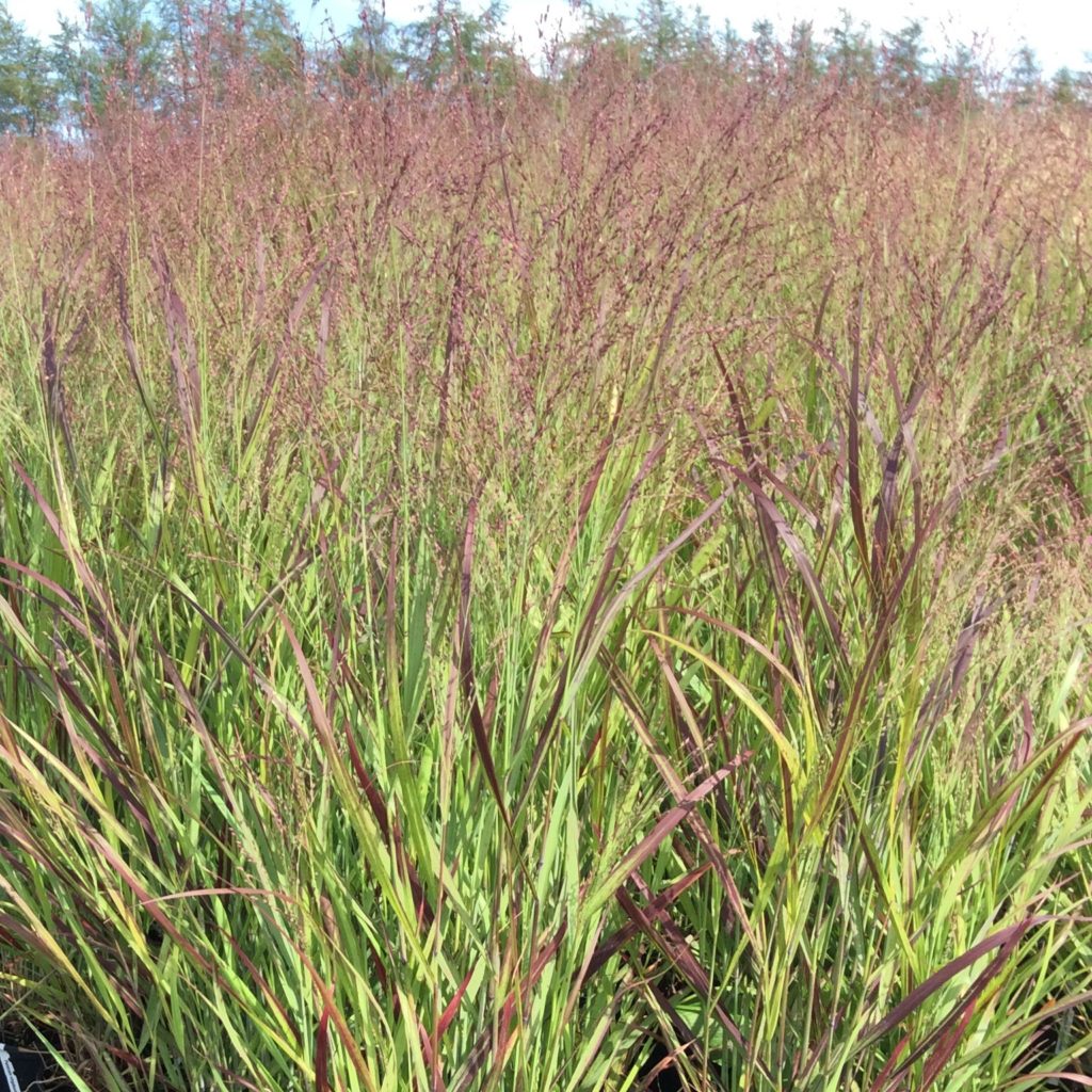 Panicum virgatum 'Shenandoah' - Multiplants