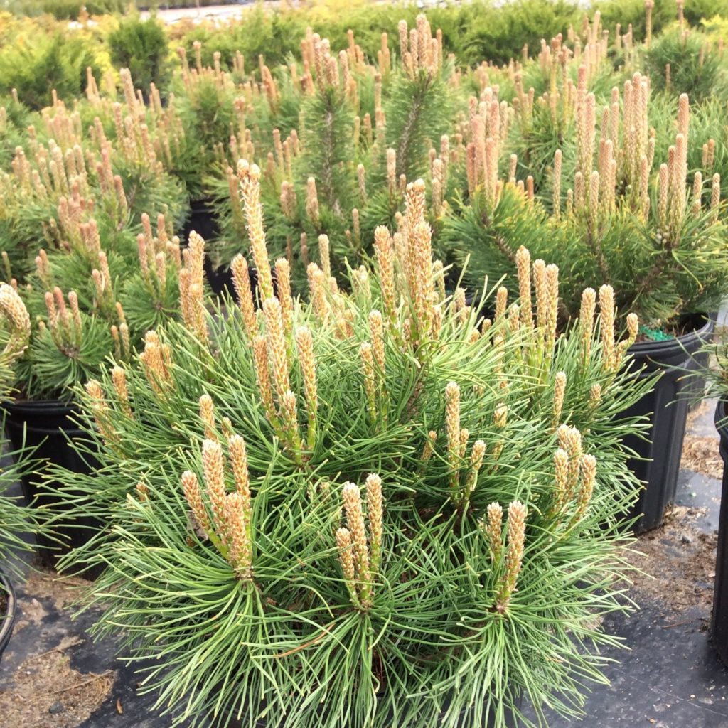 Pinus mugo pumilio фото