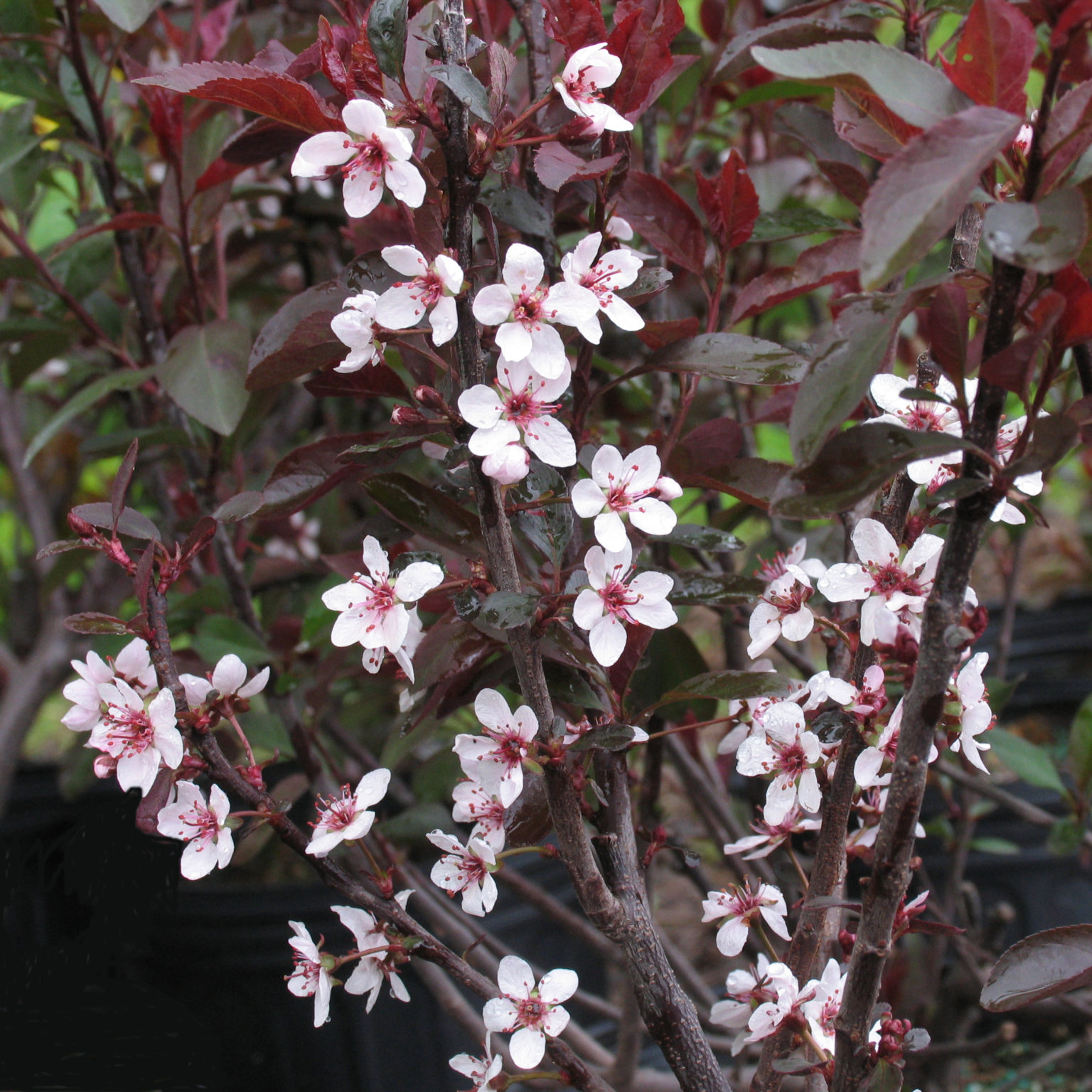 Prunus cistena – Multiplants