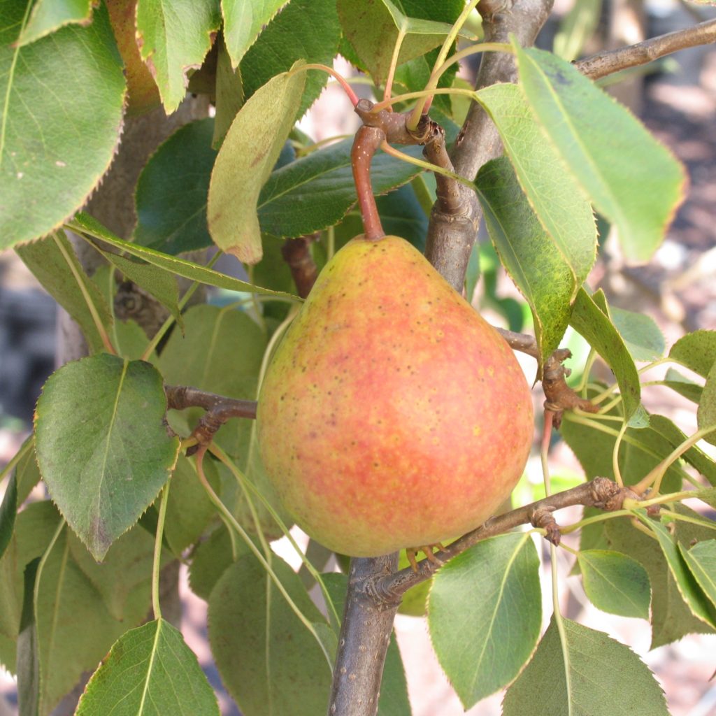 Malus 'Red Delicious' - Multiplants