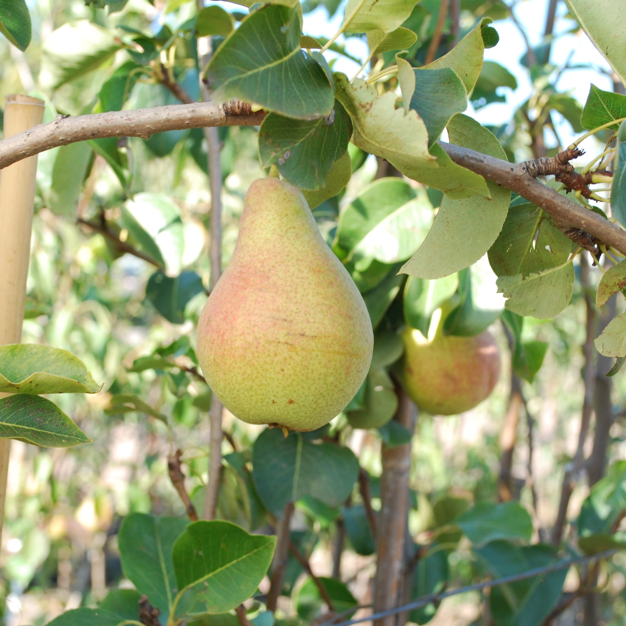 Pyrus combination 'Pear' - Multiplants