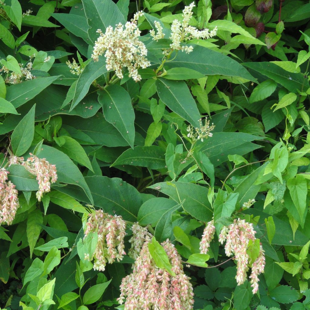 persicaria-weyrichii-multiplants