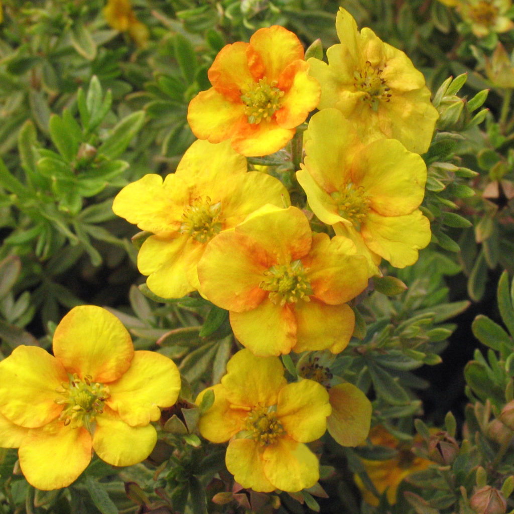 Potentilla Fruticosa 'Mango Tango' - Multiplants