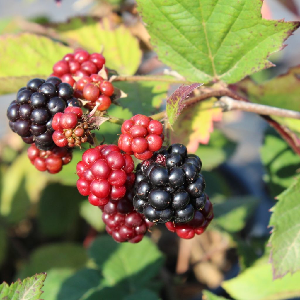 rubus-chester-multiplants