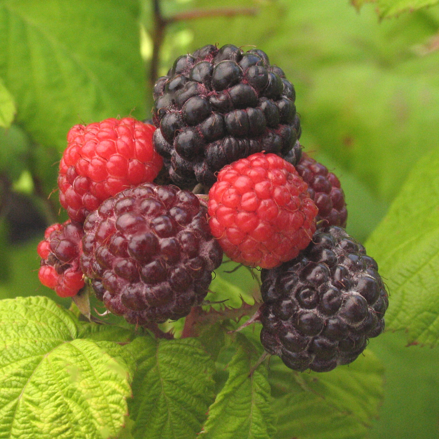 Rubus ‘Jewel’ – Multiplants