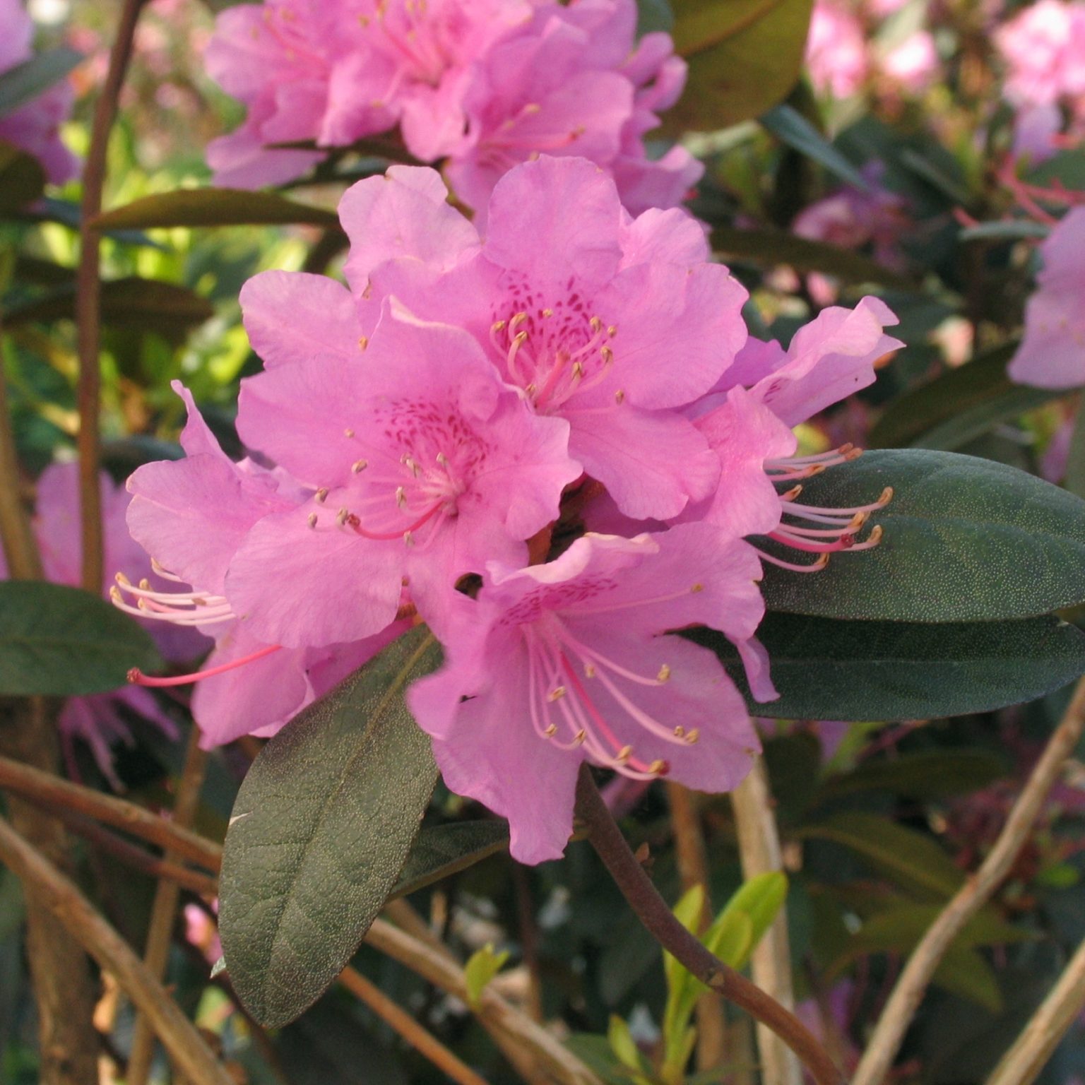 Rhododendron 'P.J.M. Elite' - Multiplants