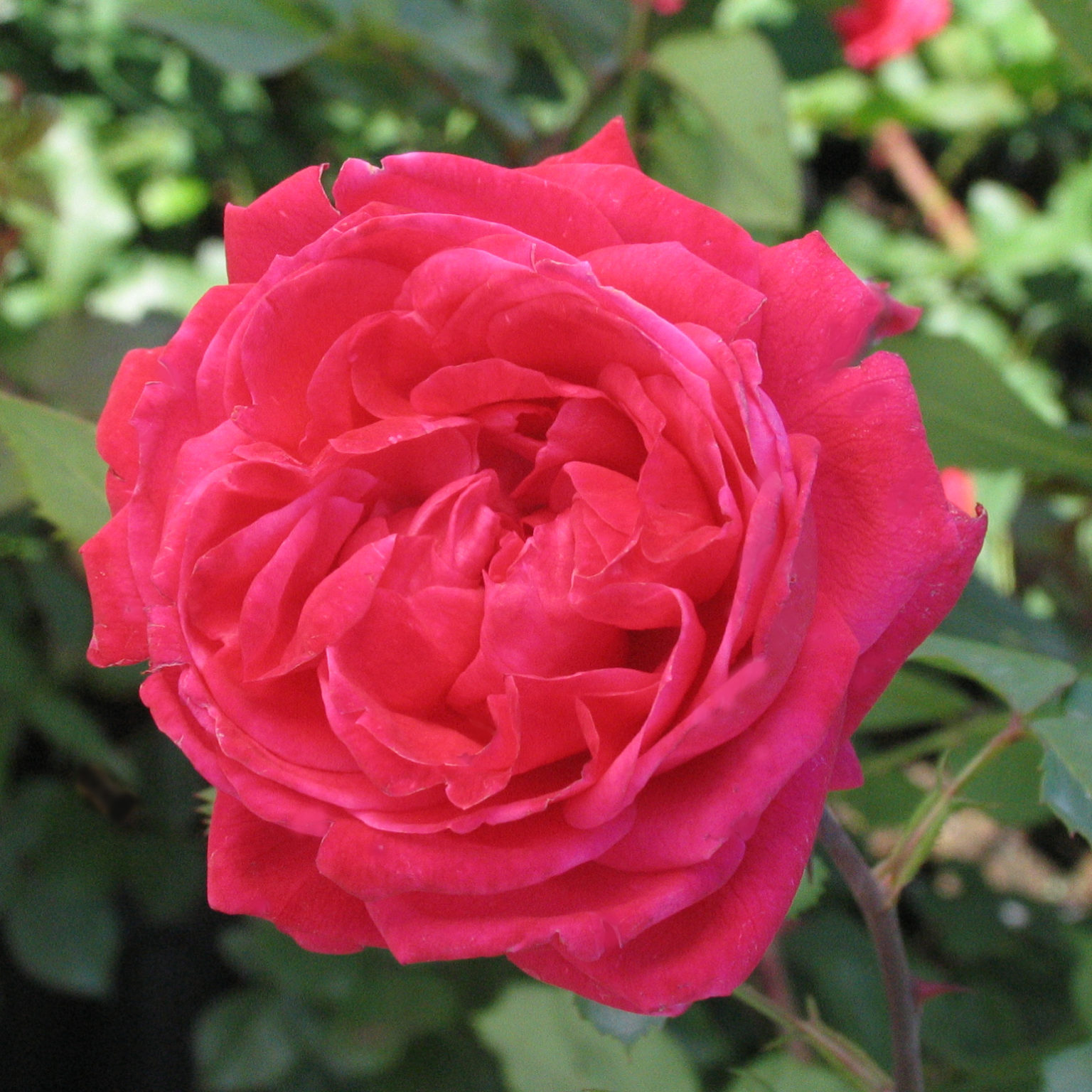 Роза канадская генри хадсон фото и описание