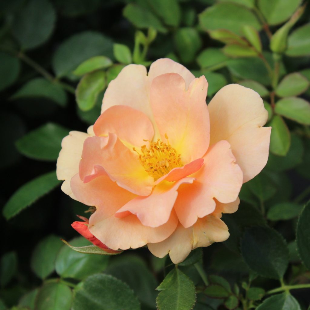 Rosa 'Chinook Sunrise' - Multiplants