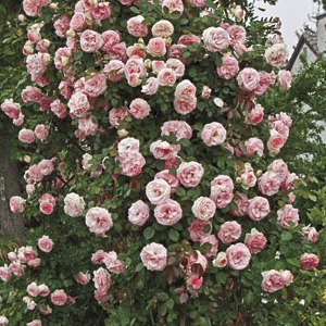 Rosa 'canadian Shield' - Multiplants