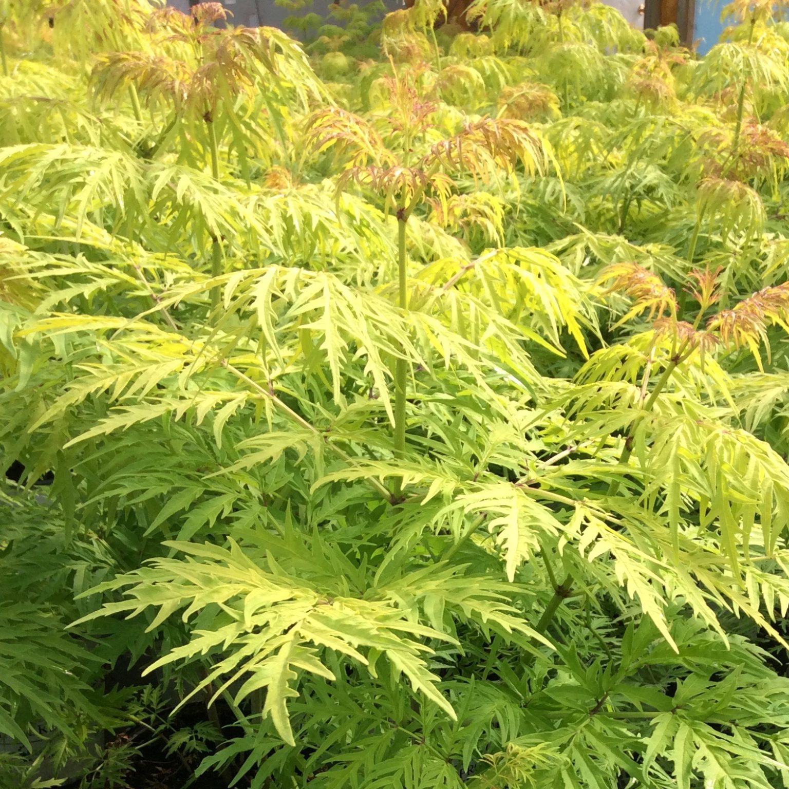 sambucus-racemosa-lemon-lace-multiplants