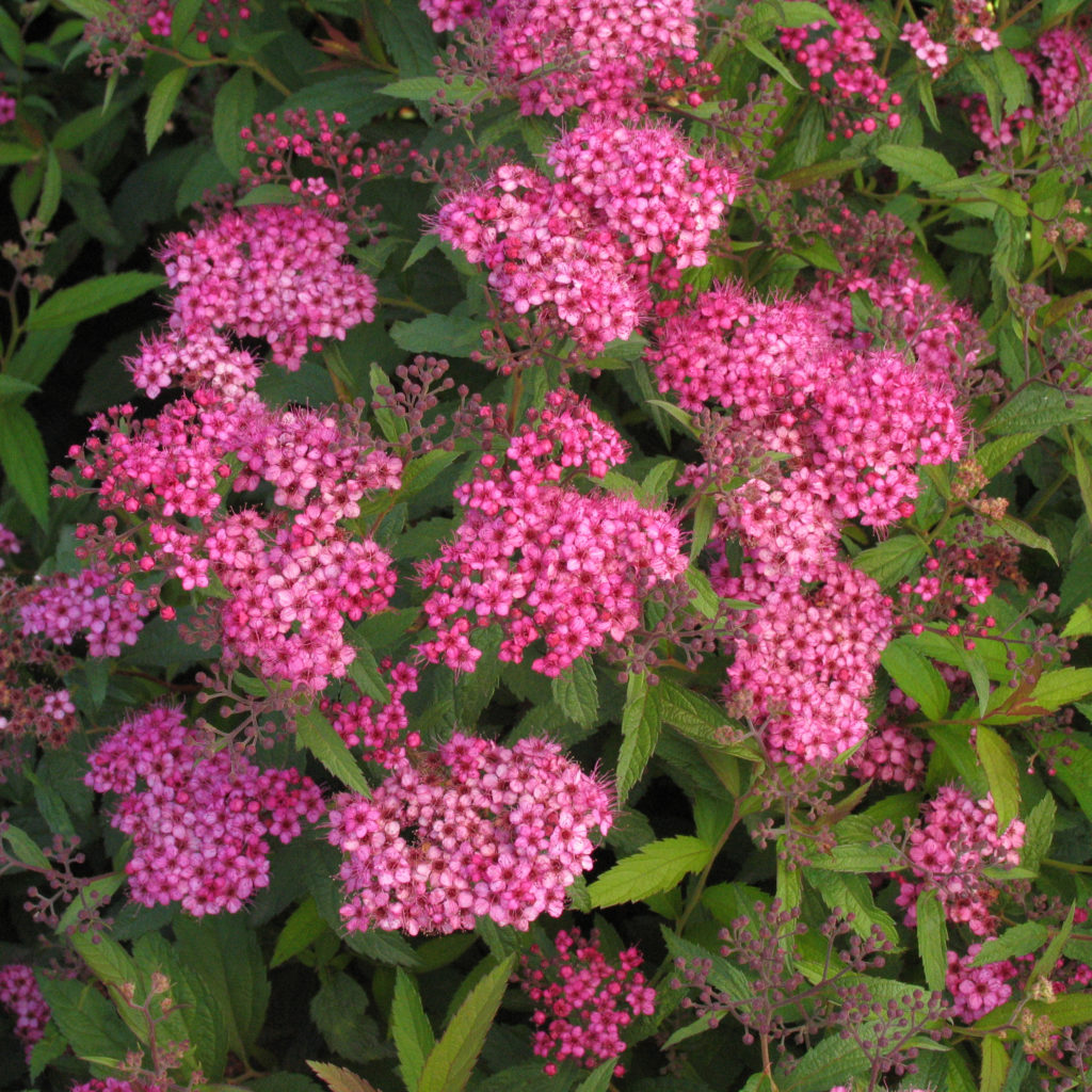 Spiraea bumalda 'Anthony Waterer' - Multiplants