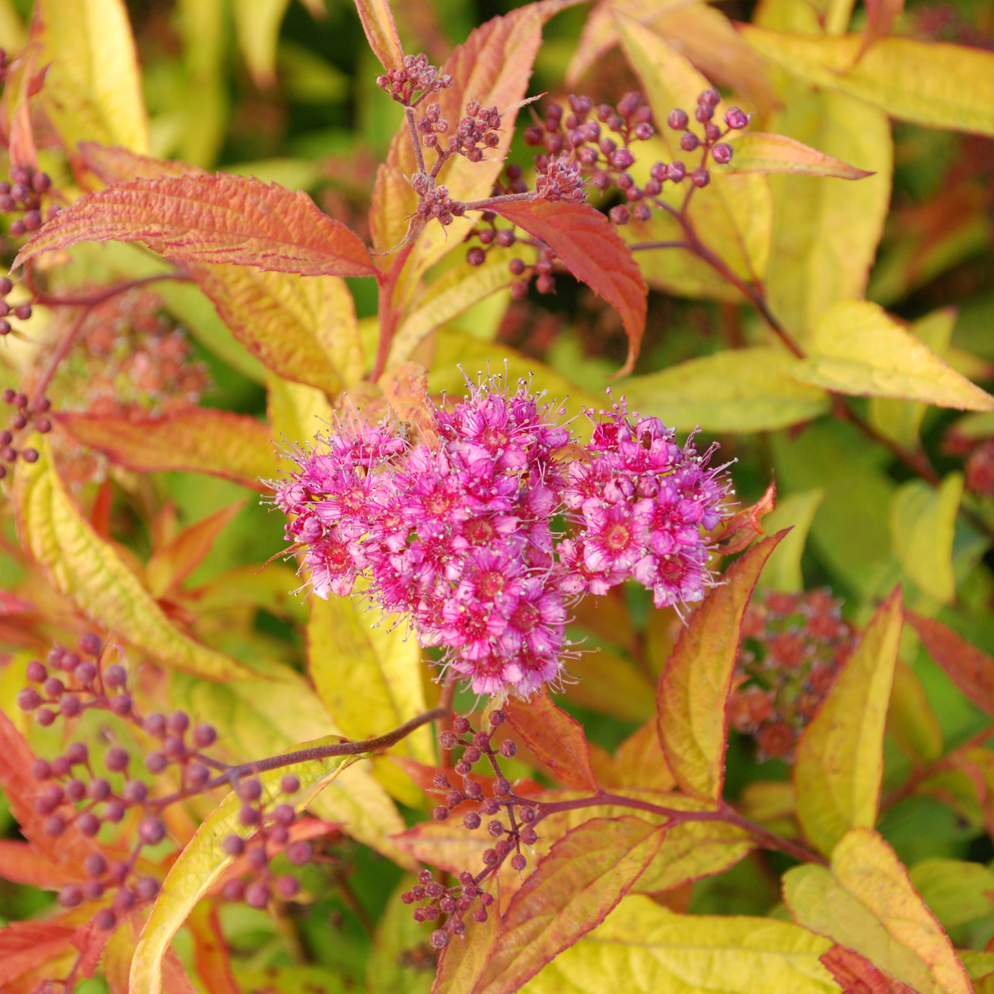 Spiraea bumalda ‘Flaming Mound’ – Multiplants