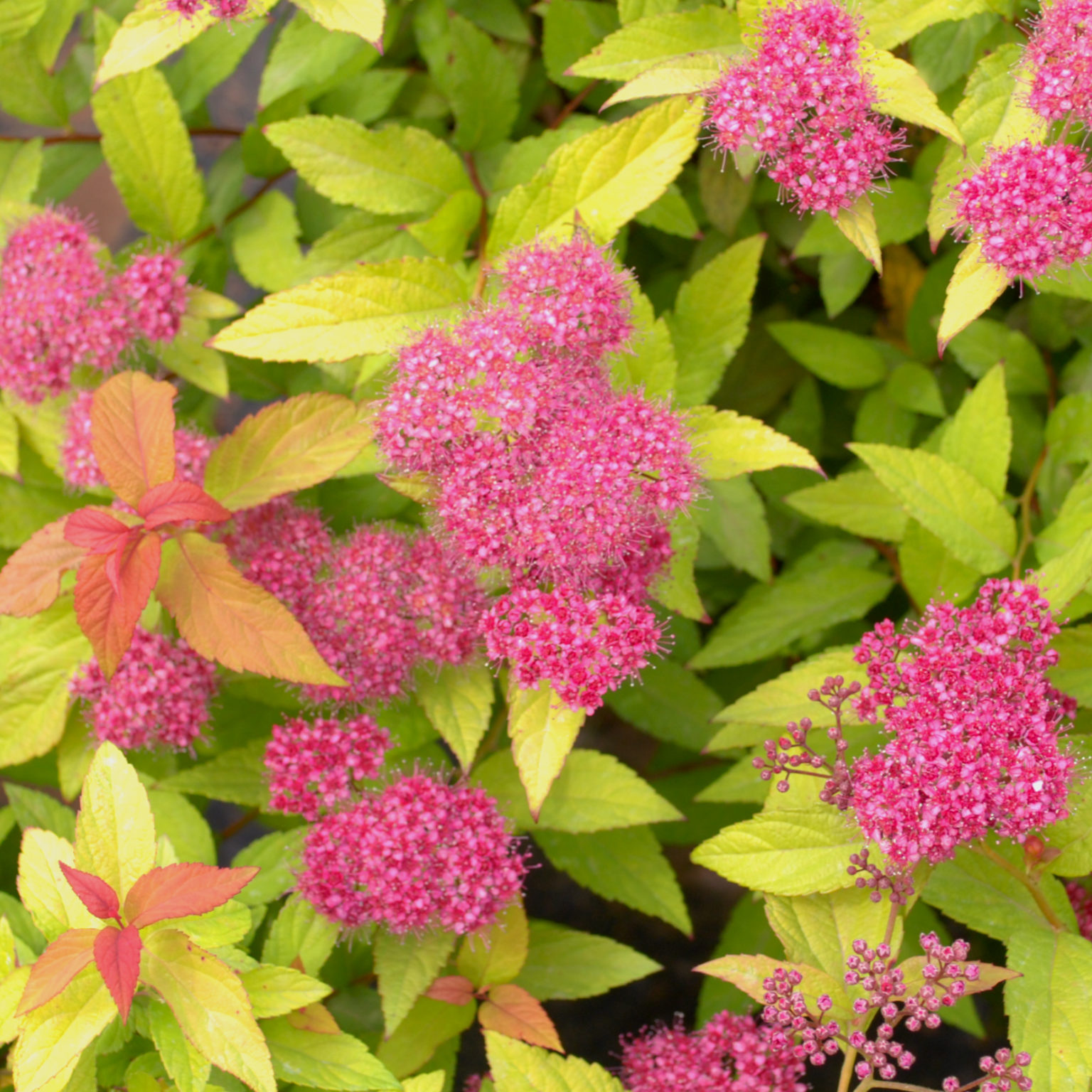 Spiraea bumalda ‘Goldflame’ – Multiplants