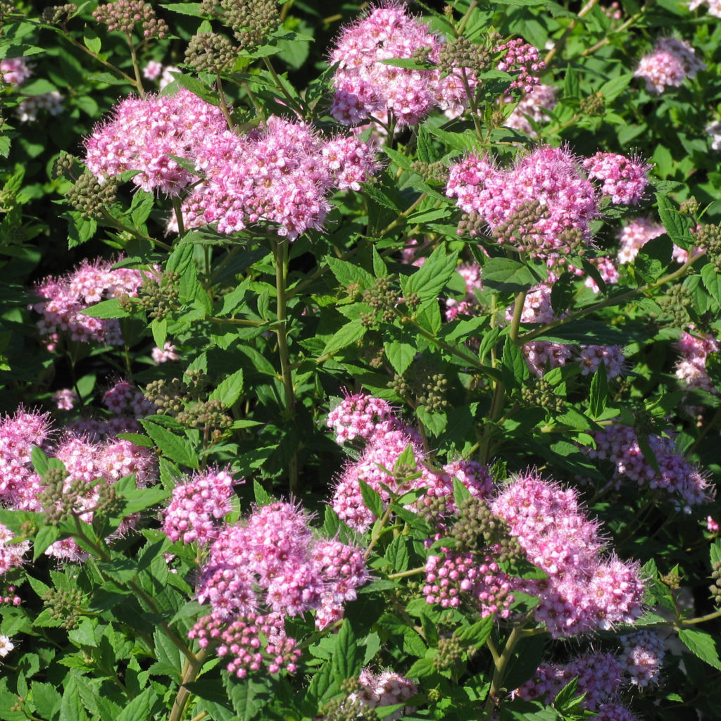 Syringa meyeri 'Flowerfesta Purple' - Multiplants