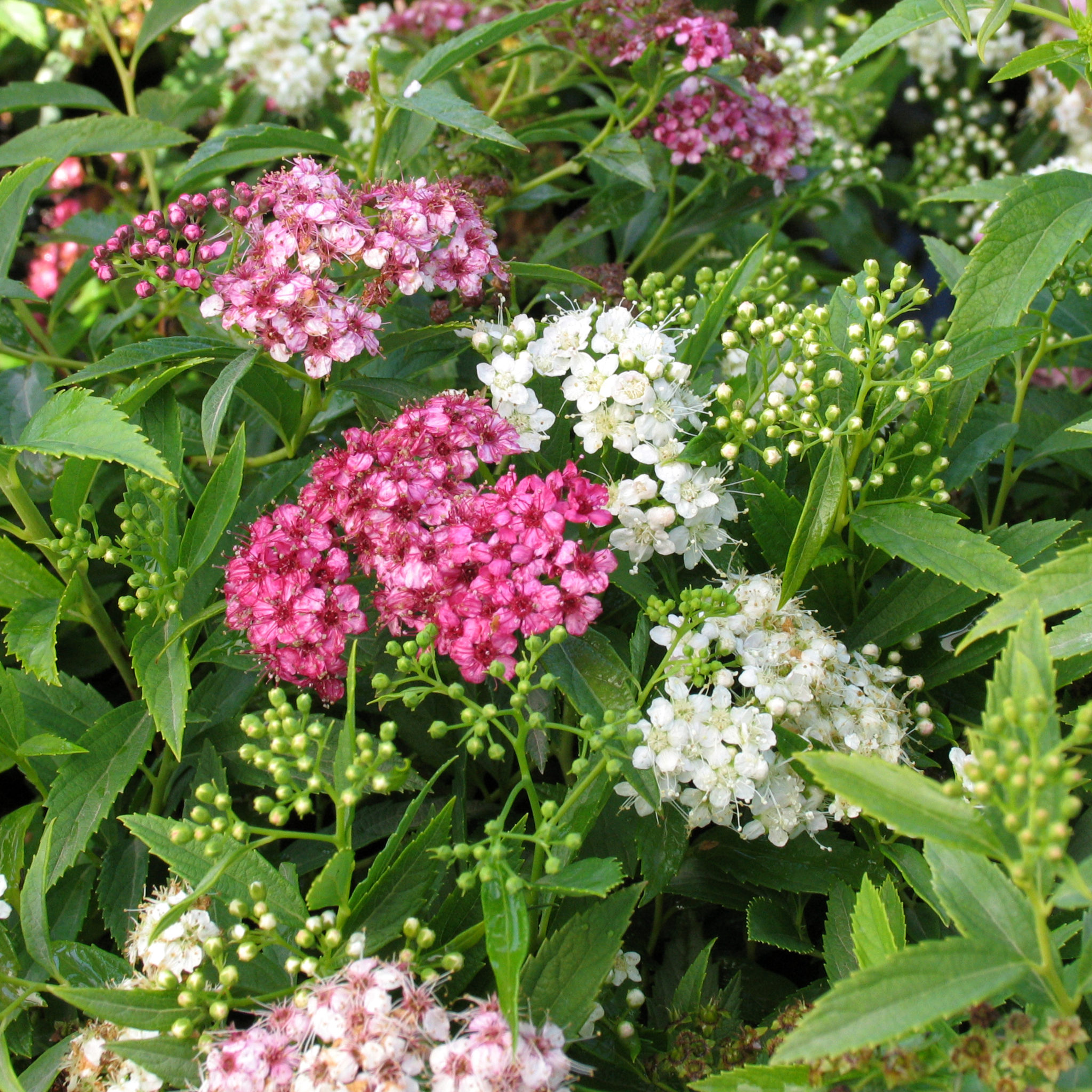 spiraea