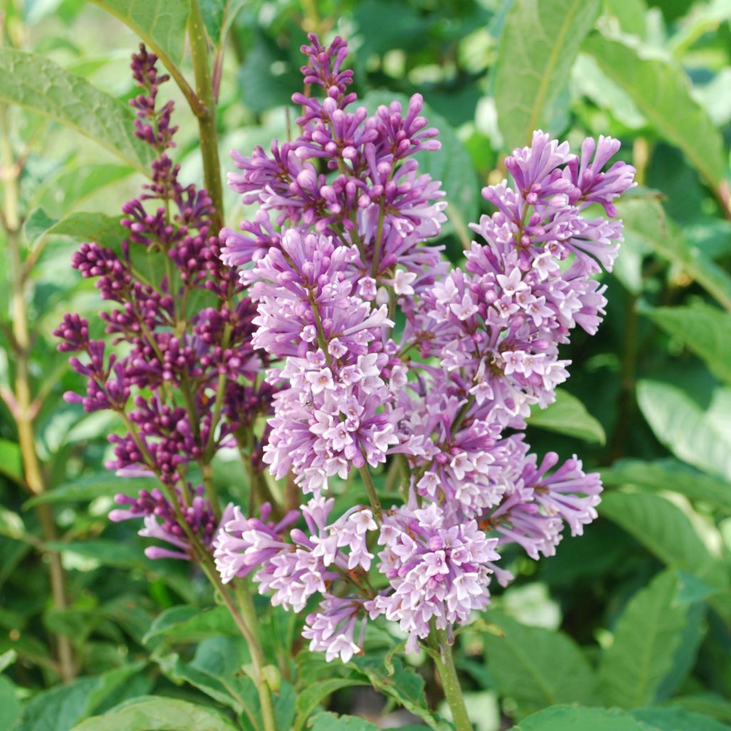 Syringa prestoniae 'Donald Wyman' - Multiplants