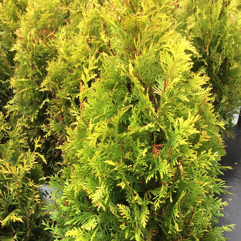 Thuja 'Polar Gold' - Multiplants