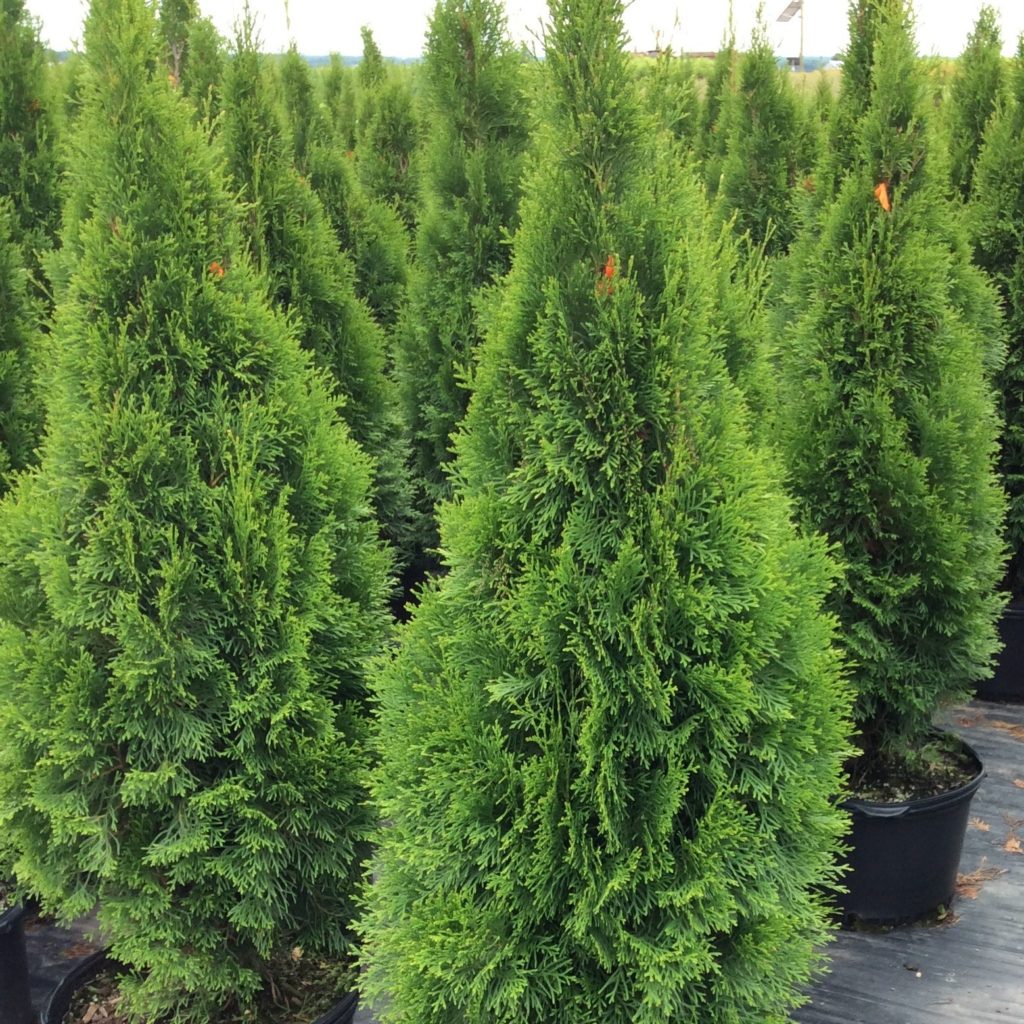 Thuja 'Smaragd' - Multiplants