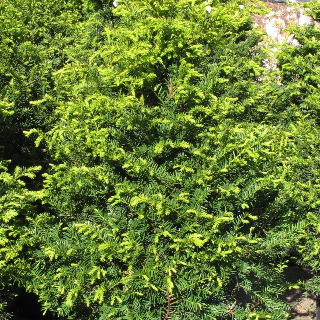 Taxus cuspidata 'Nana' - Multiplants