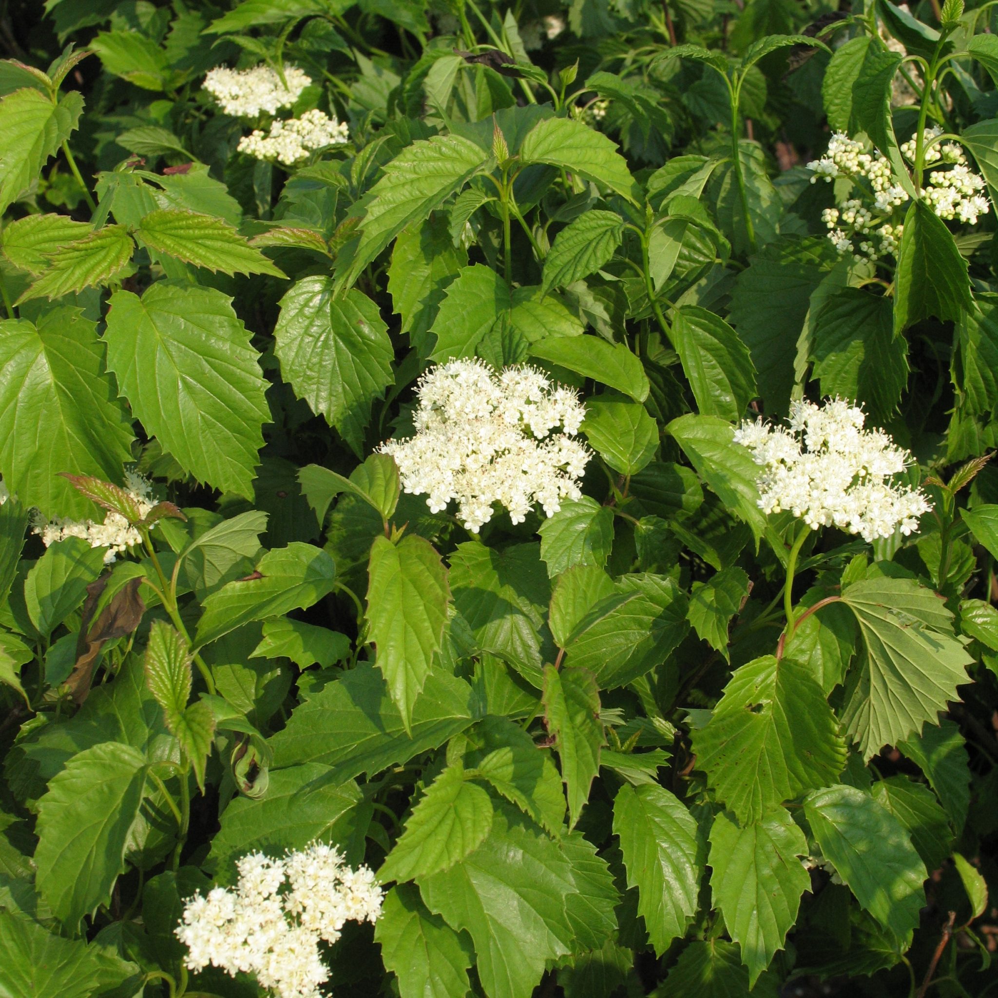 Viburnum Dentatum Autumn Jazz