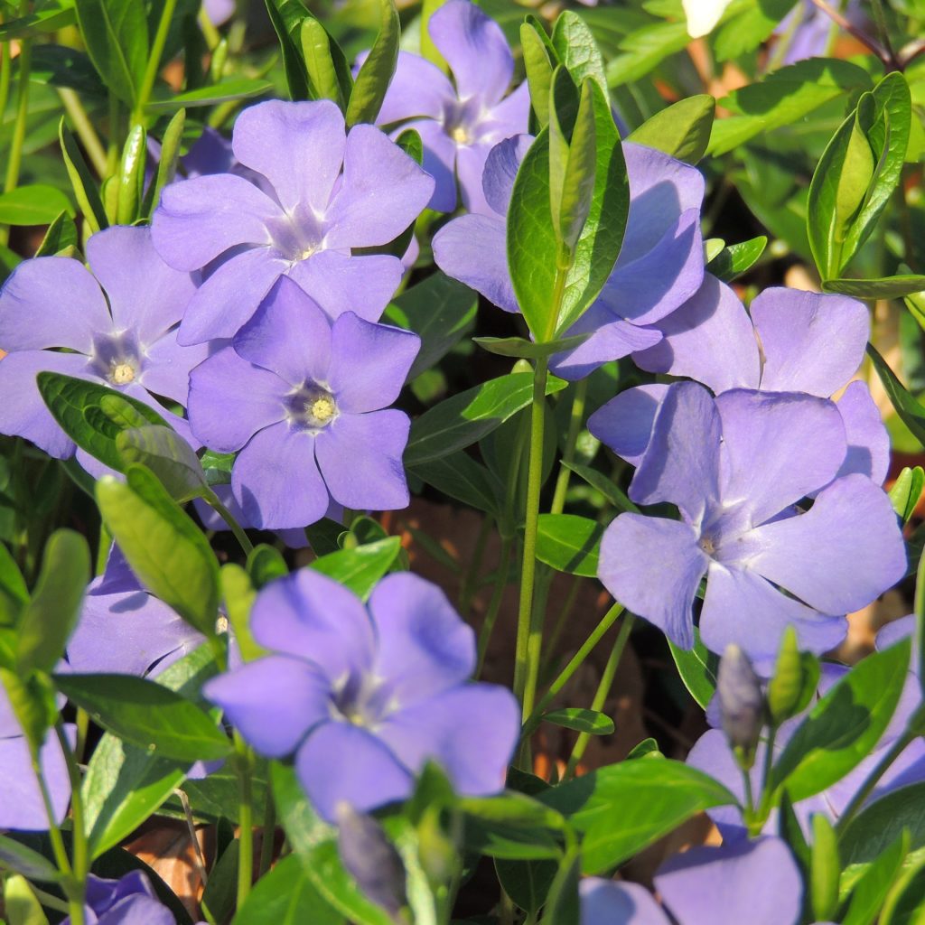 Vinca minor - Multiplants