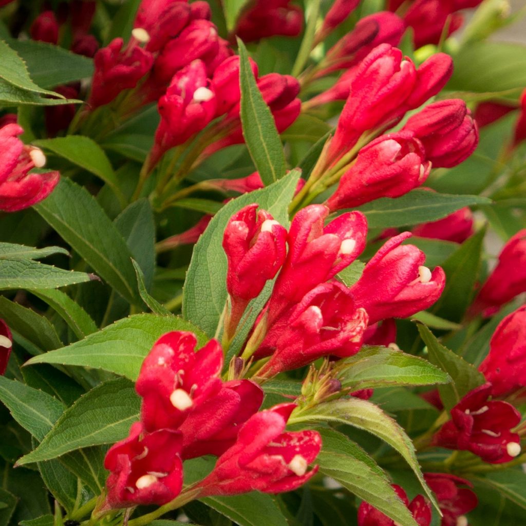 Weigela 'Crimson Kisses' - Multiplants