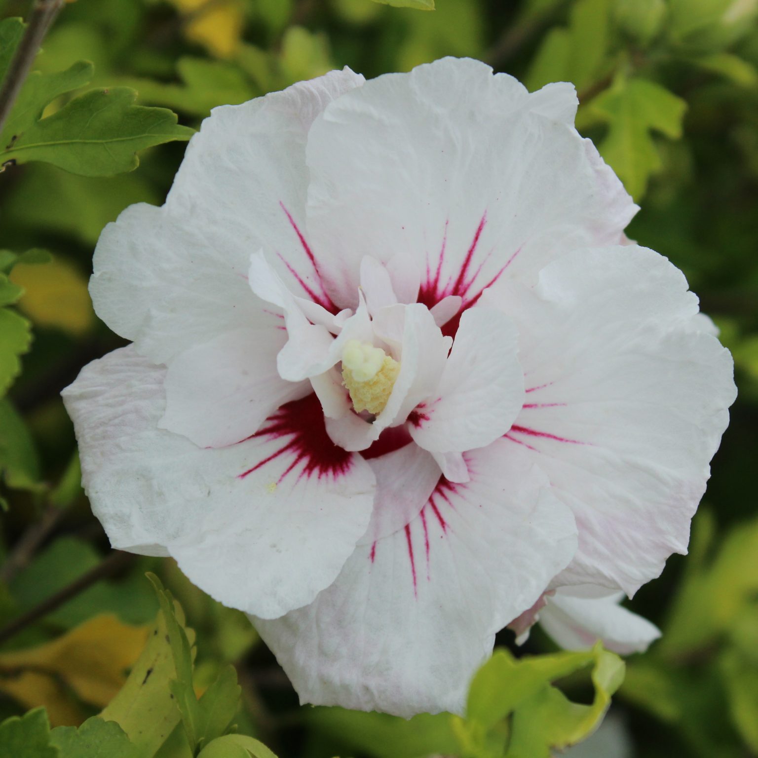 Hibiscus syriacus ‘Bali’ – Multiplants