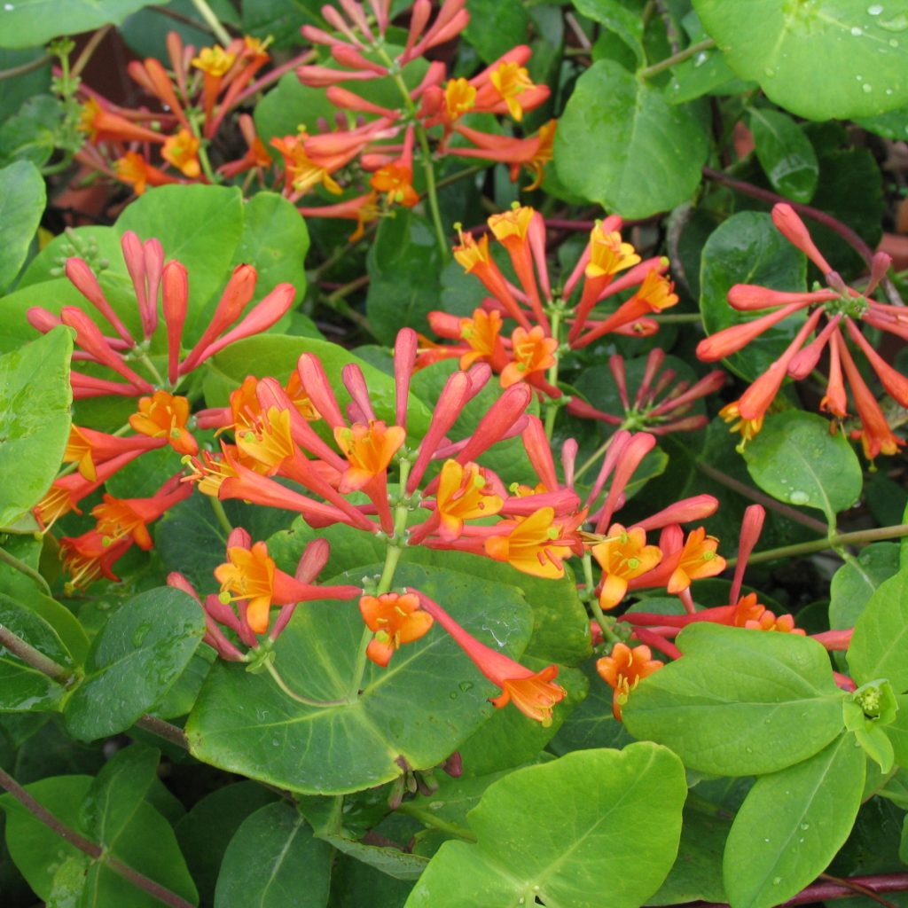 Lonicera brownii ‘Dropmore Scarlet’ – Multiplants