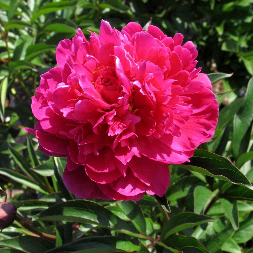 Paeonia lactiflora ‘Monsieur Jules Elie’ – Multiplants