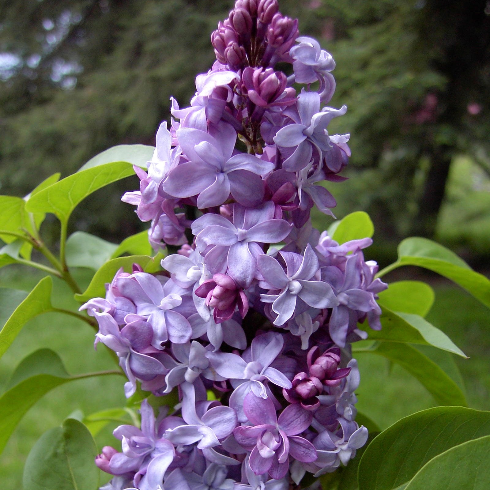 syringa-vulgaris-nadezhda-multiplants