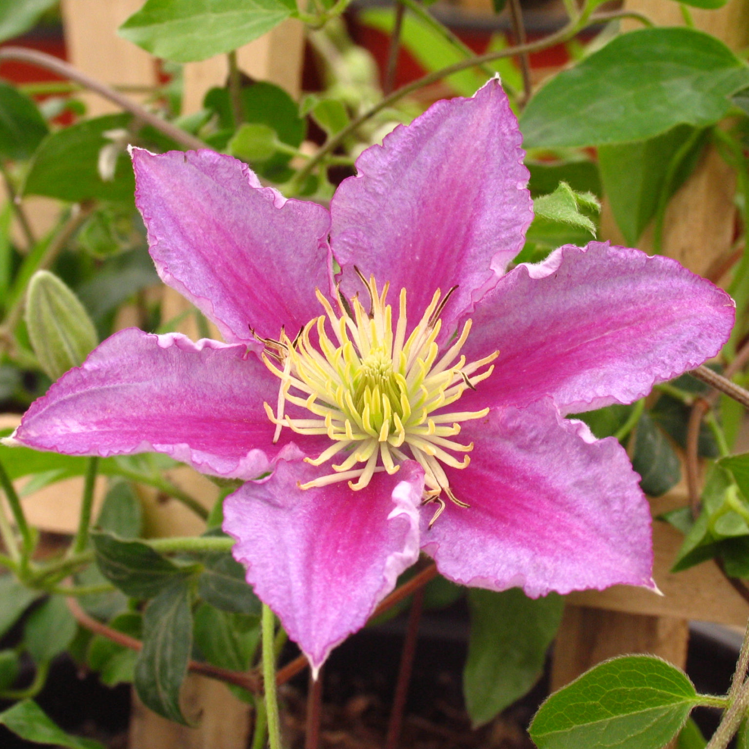 clematis-piilu-multiplants