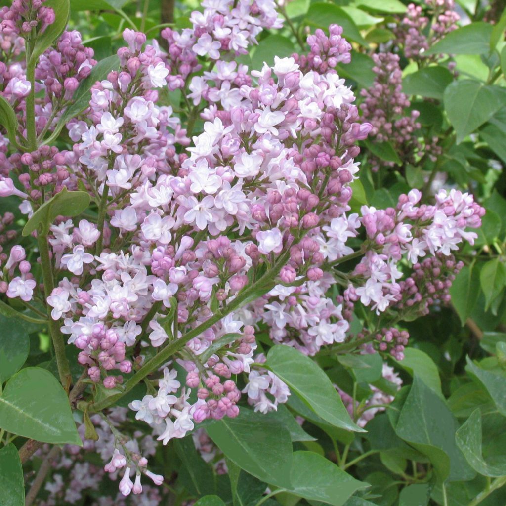 Syringa vulgaris ‘Belle de Nancy’ – Multiplants