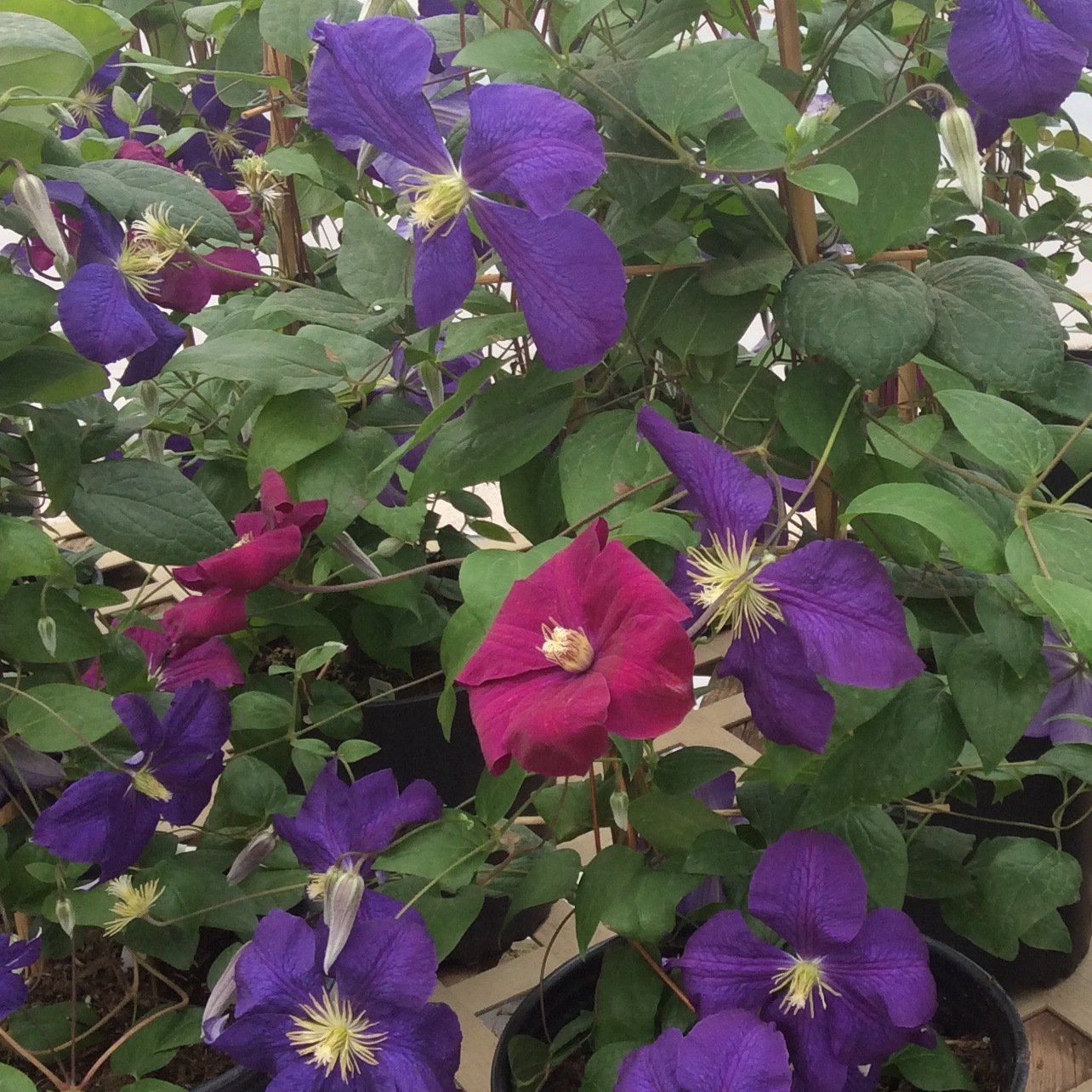 Clematis 2 1 Jackmanii Cardinal Red Multiplants