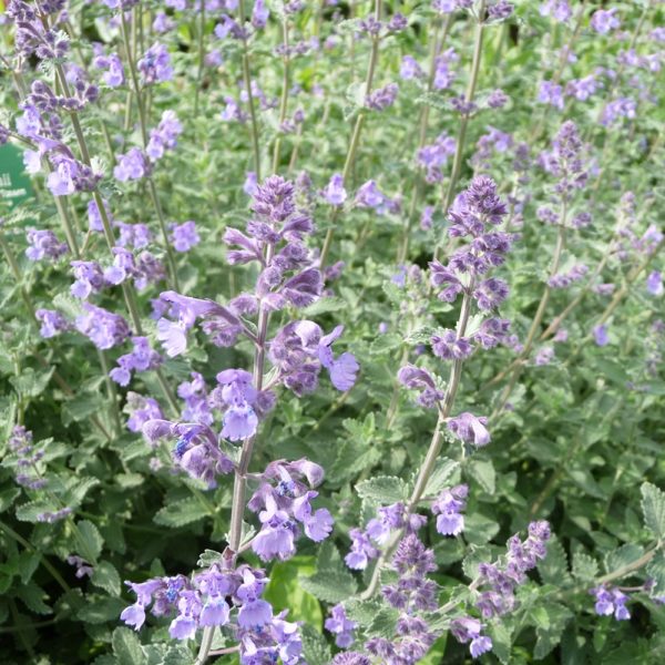 Calamintha nepeta 'Marvelette Blue' - Multiplants