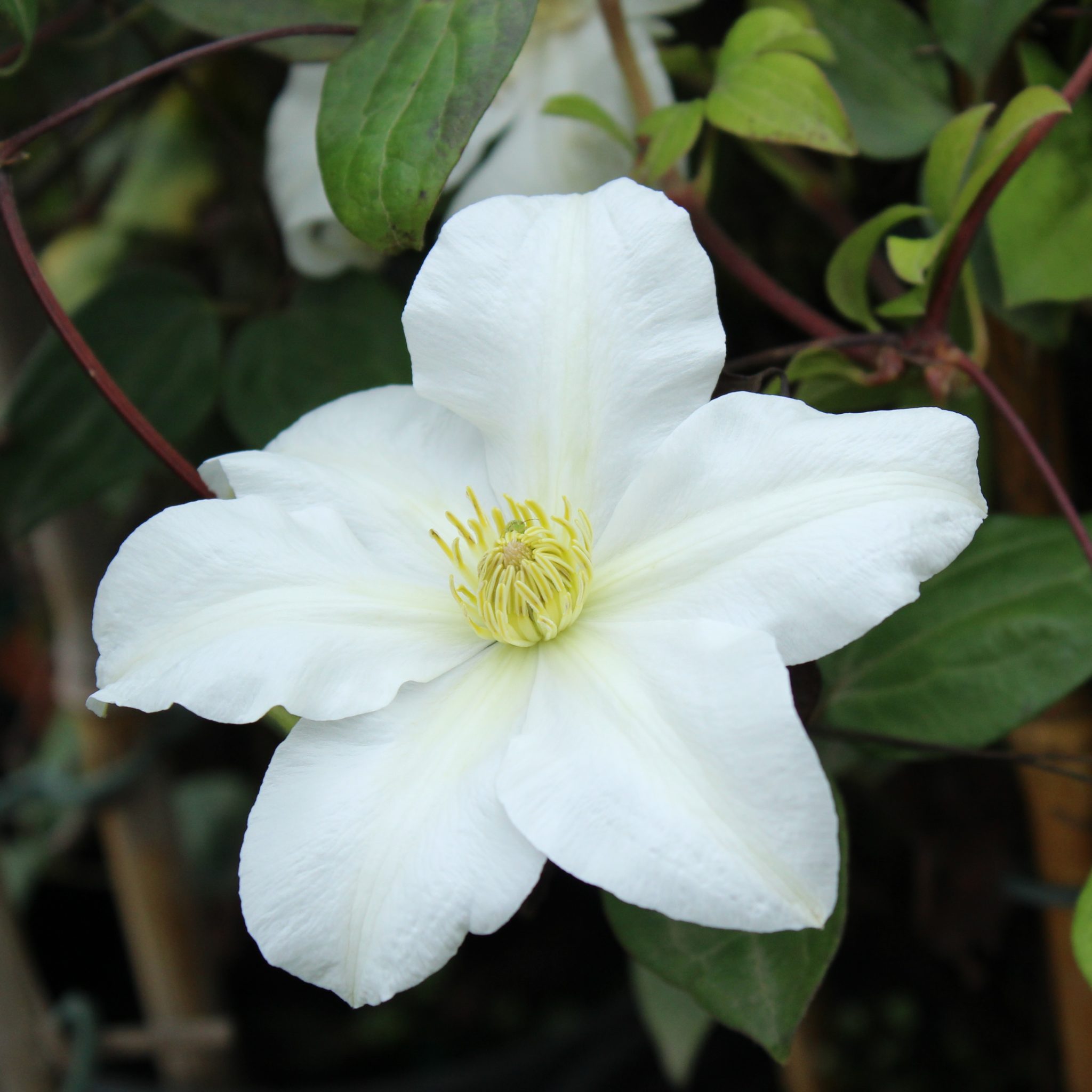 Clematis 'Toki' Multiplants