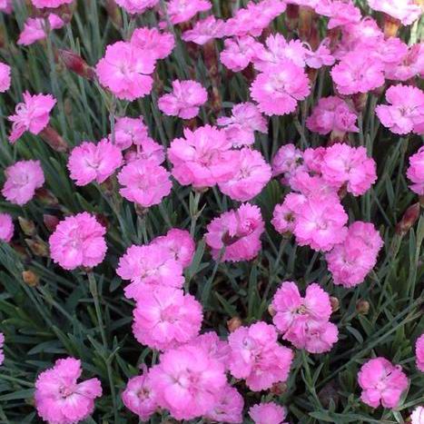 Dianthus gratianopolitanus 'Tiny Rubies' - Multiplants