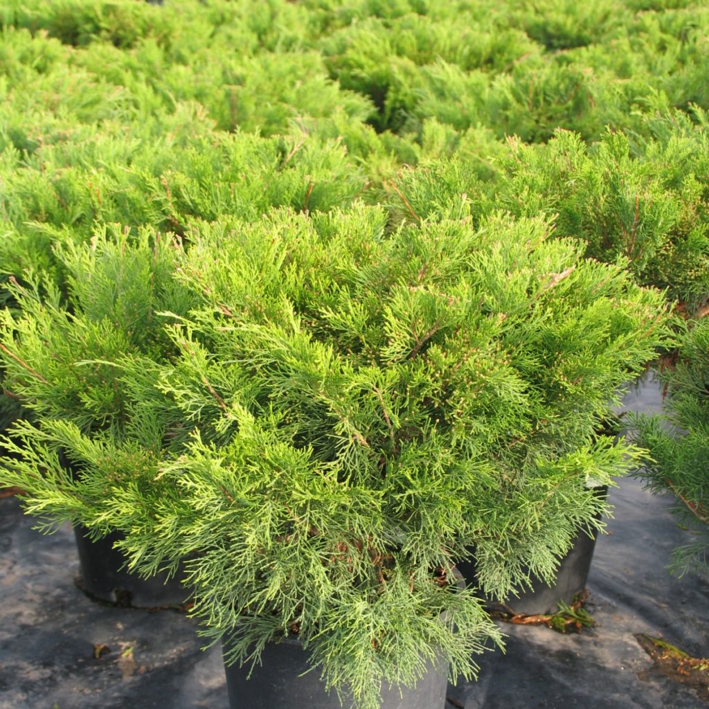 Juniperus sabina ‘Skandia’ – Multiplants