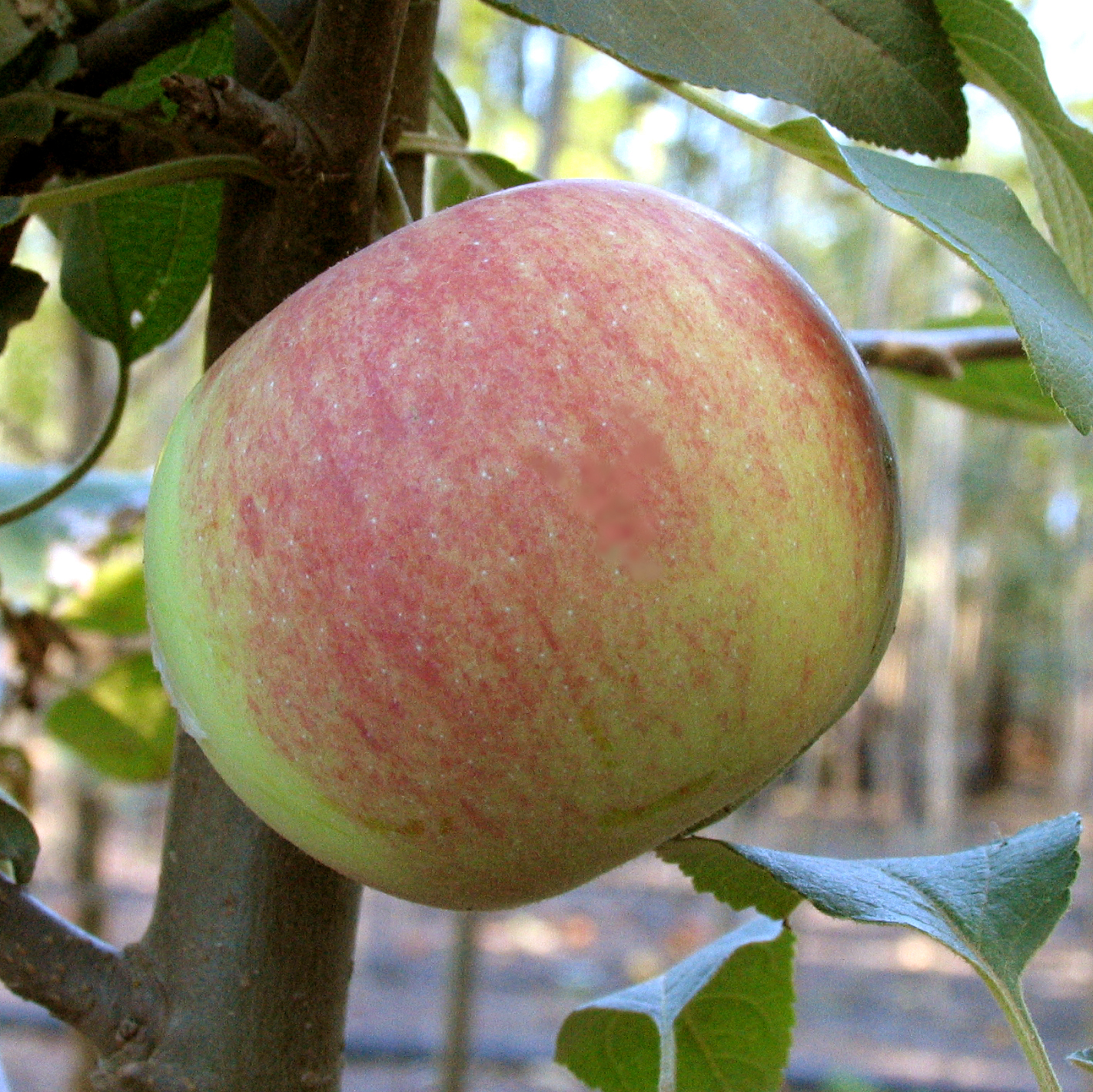 Malus ‘Gravenstein’ Multiplants