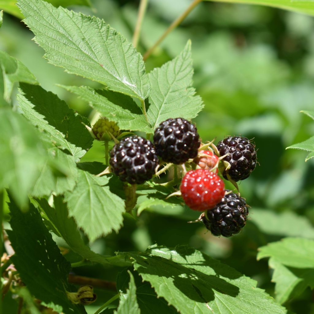 Rubus 'Pequot Lakes' - Multiplants