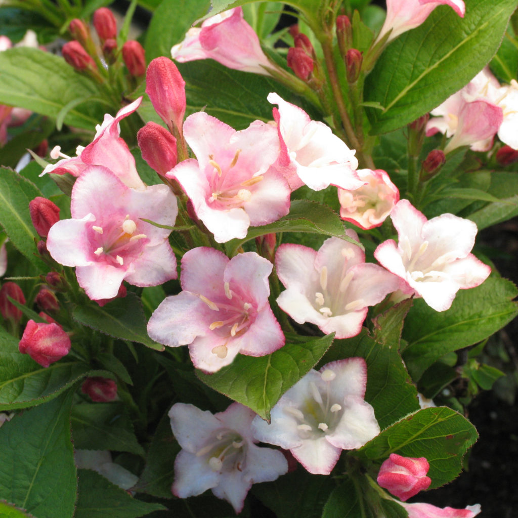 Weigela 'Carnaval' Multiplants